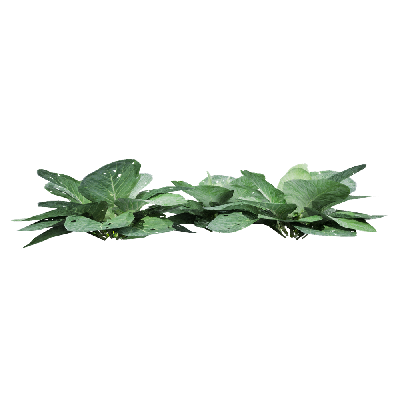 Crops Brassica oleracea 08