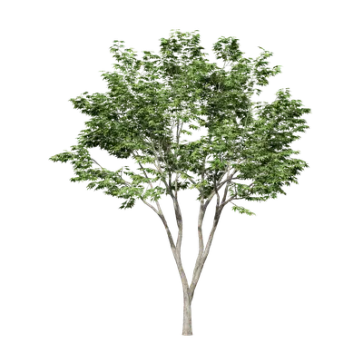 Acer palmatum 04 3d model