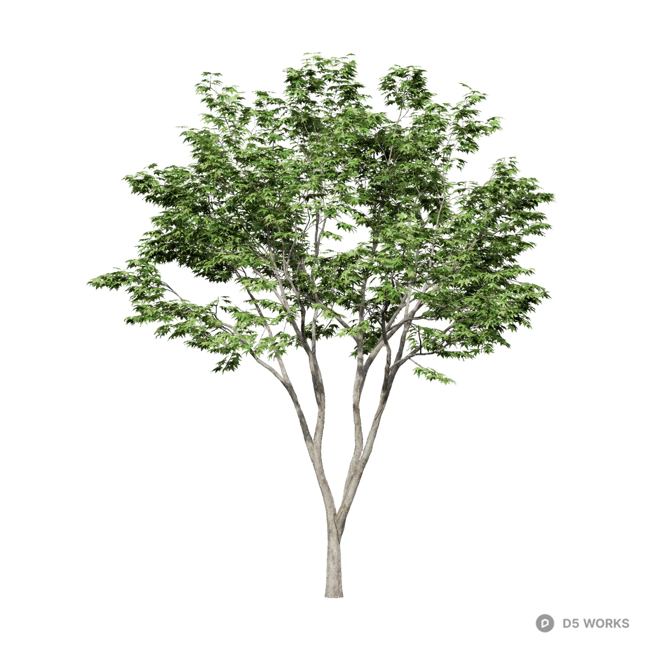 Acer palmatum 04 3d model - Image 1