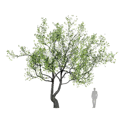 Sapium sebiferum clump 03