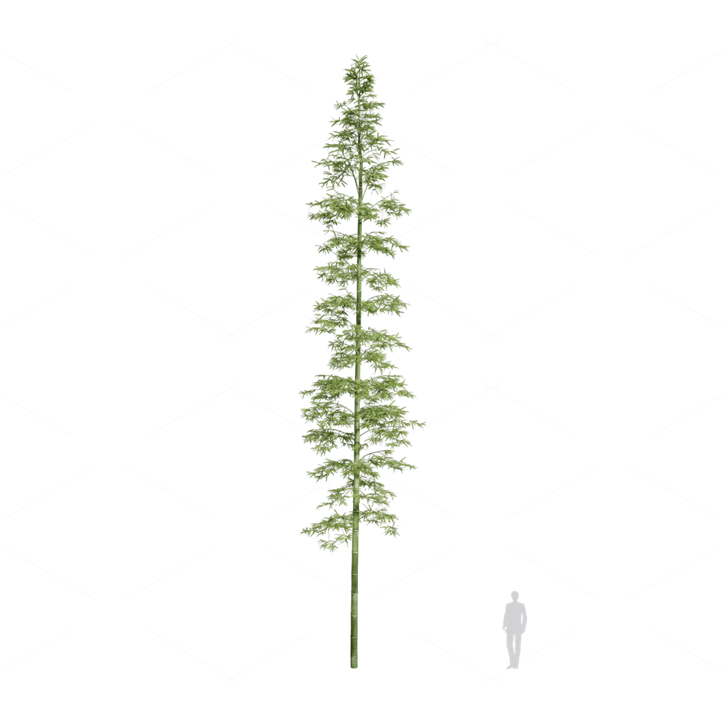 Other Botanicals 3D Models