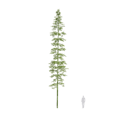 Bamboo Bambusoideae 18