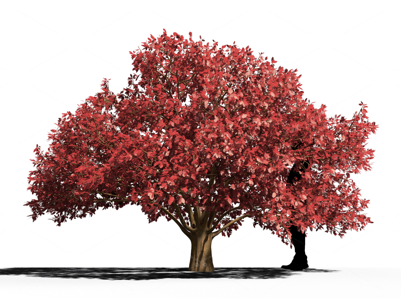 Trees 3D Models