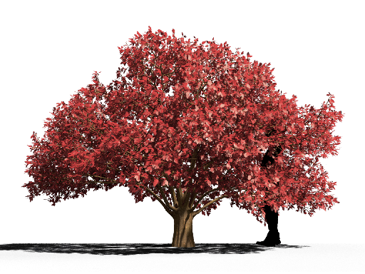 Organic Modern Coniferous Tree