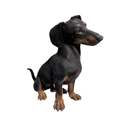 Dog 01 Sitting 3d model