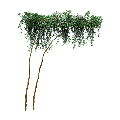 Climbing Plants Trachelospermum jasminoides 03