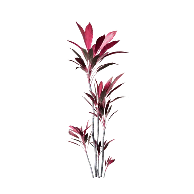 Cordyline rubra 07