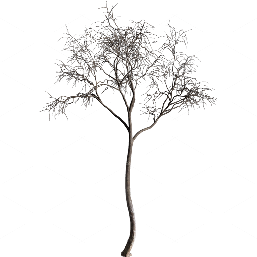 Other Botanicals 3D Models