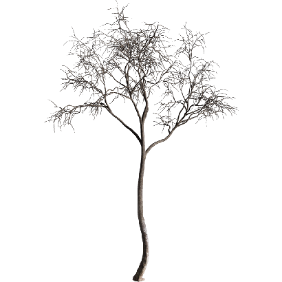 Other Plants Dead tree 06