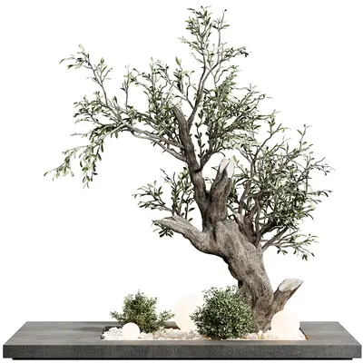 Olive Tree Bonsai On Stone Base 3d model