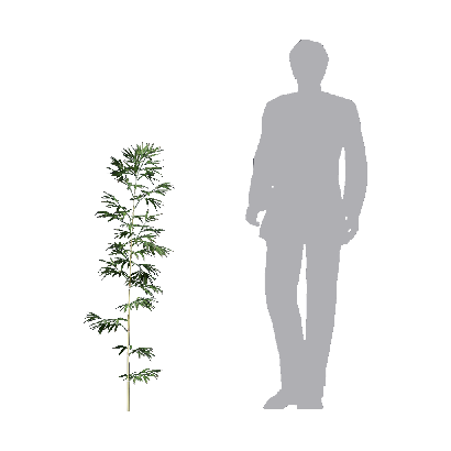 Bamboo Bambusa multiplex fernleaf 04
