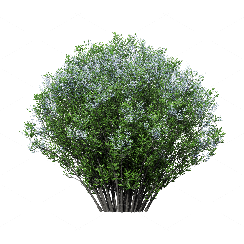 Shrubs 3D Models