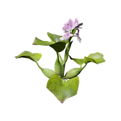 Eichhornia crassipes 04 3d model