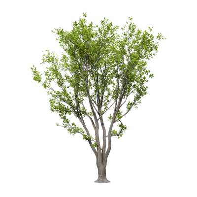 Celtis sinensis Pers 04