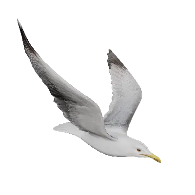 Seagull Fly IP