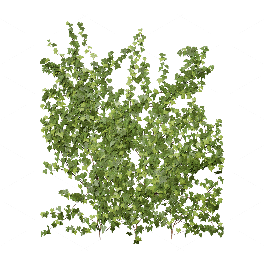 Climbing Plants 3D Models