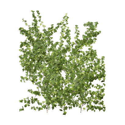 Climbing Plants Hedera helix 04