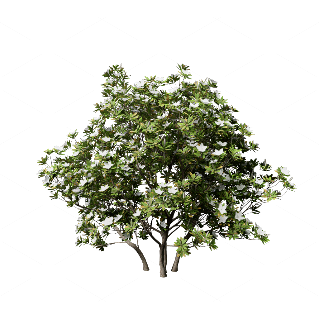 Shrubs 3D Models
