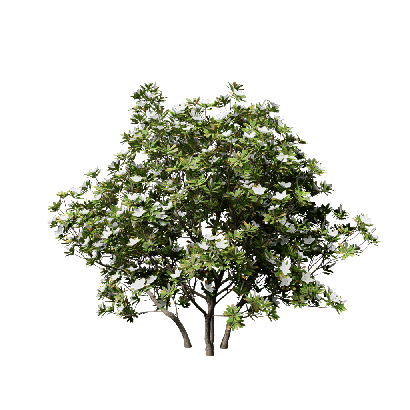 Shrub Rhododendron pulchrum 01