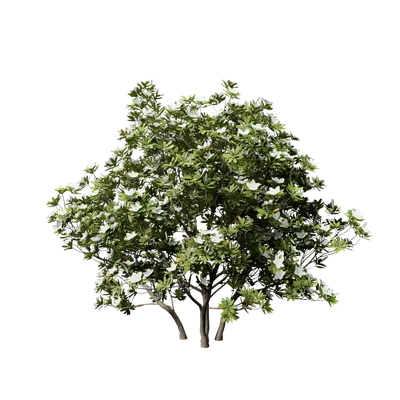 Rhododendron pulchrum 01