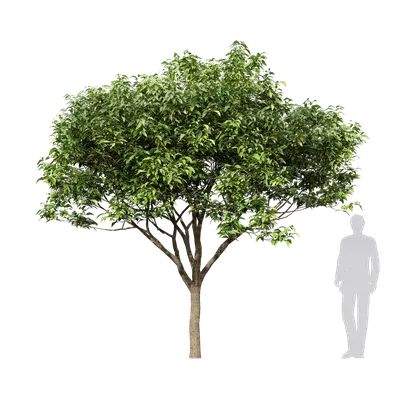 Osmanthus fragrans 12 3d model