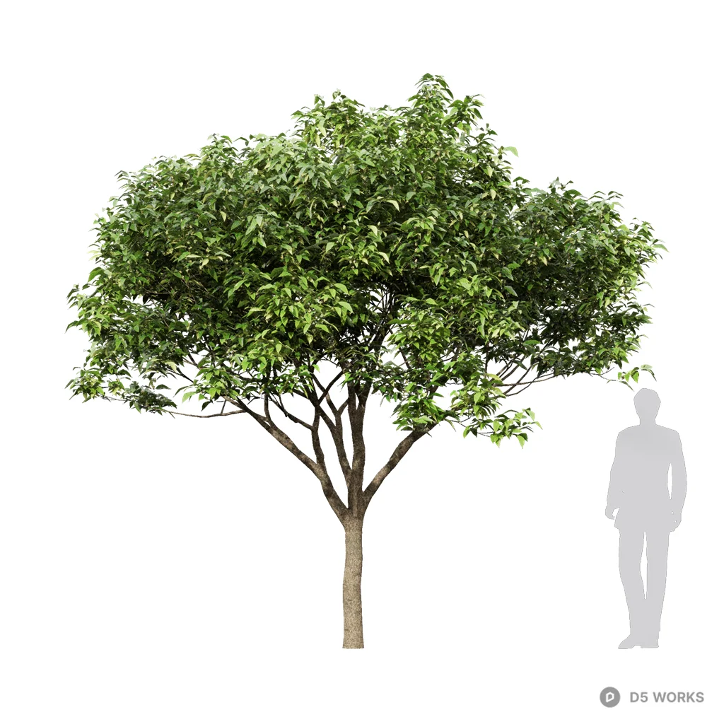 Osmanthus fragrans 12 3d model - Image 1