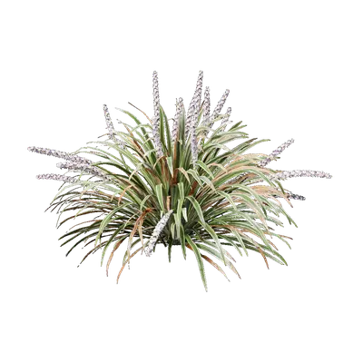 Ophiopogon jaburan vittatus 05