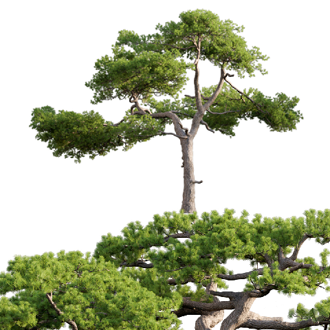 Modern Coniferous Tree