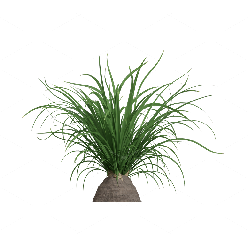 Xerophyte Plants 3D Models
