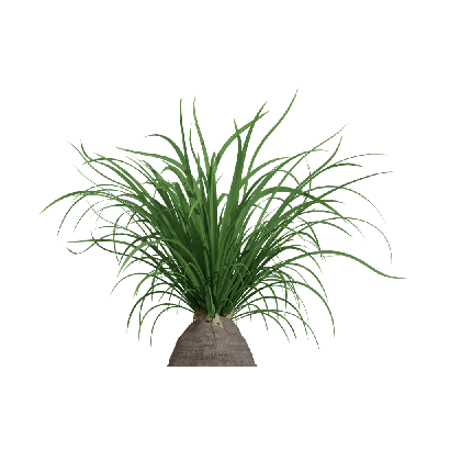 Xerophytes Beaucarnea recurvata 03