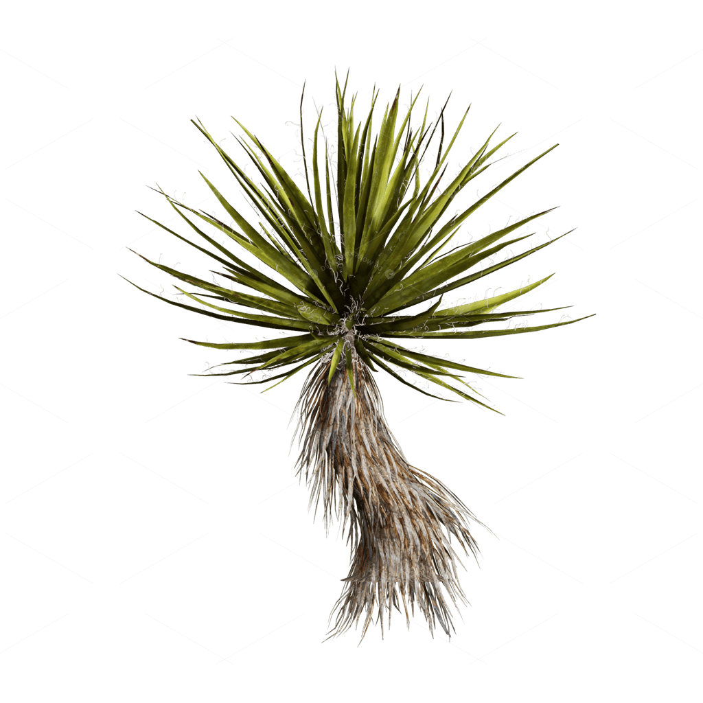 Xerophyte Plants 3D Models