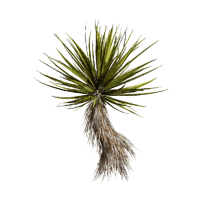 Xerophytes Yucca schidigera 04