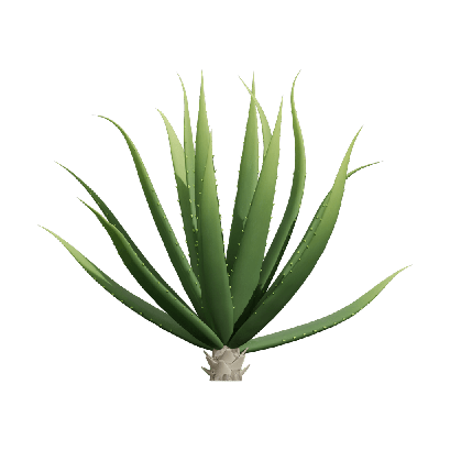Xerophytes Aloe Vera 02
