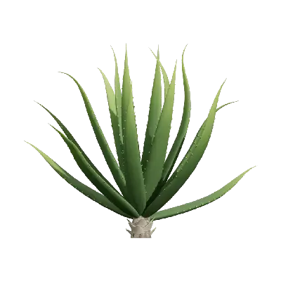 Aloe Vera 02