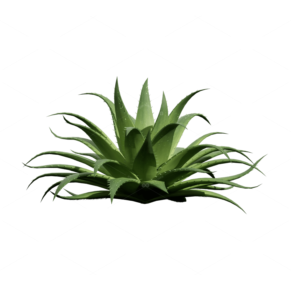 Xerophyte Plants 3D Models