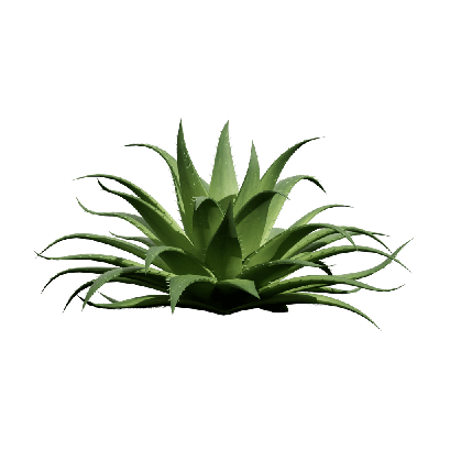 Xerophytes Aristaloe aristata 01