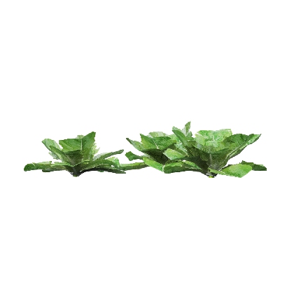 Crops Lactuca sativa 09