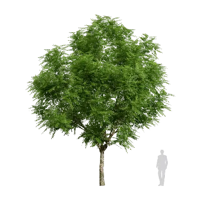 Low poly Dracontomelon duperreanum 02 3d model