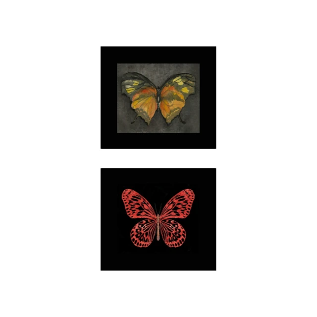 Vintage Butterfly Specimen Framed Wall Art Set 3d model