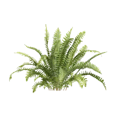 Nephrolepis cordifolia 07