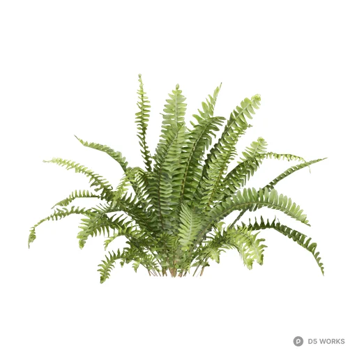 Nephrolepis cordifolia 07 3d model - Image 1