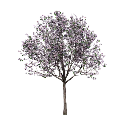 Bauhinia variegata 11