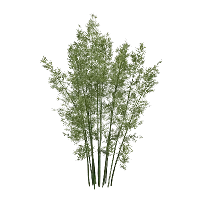 Low poly Bambusoideae 01 3d model
