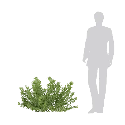 Sedum erythrospermum 11