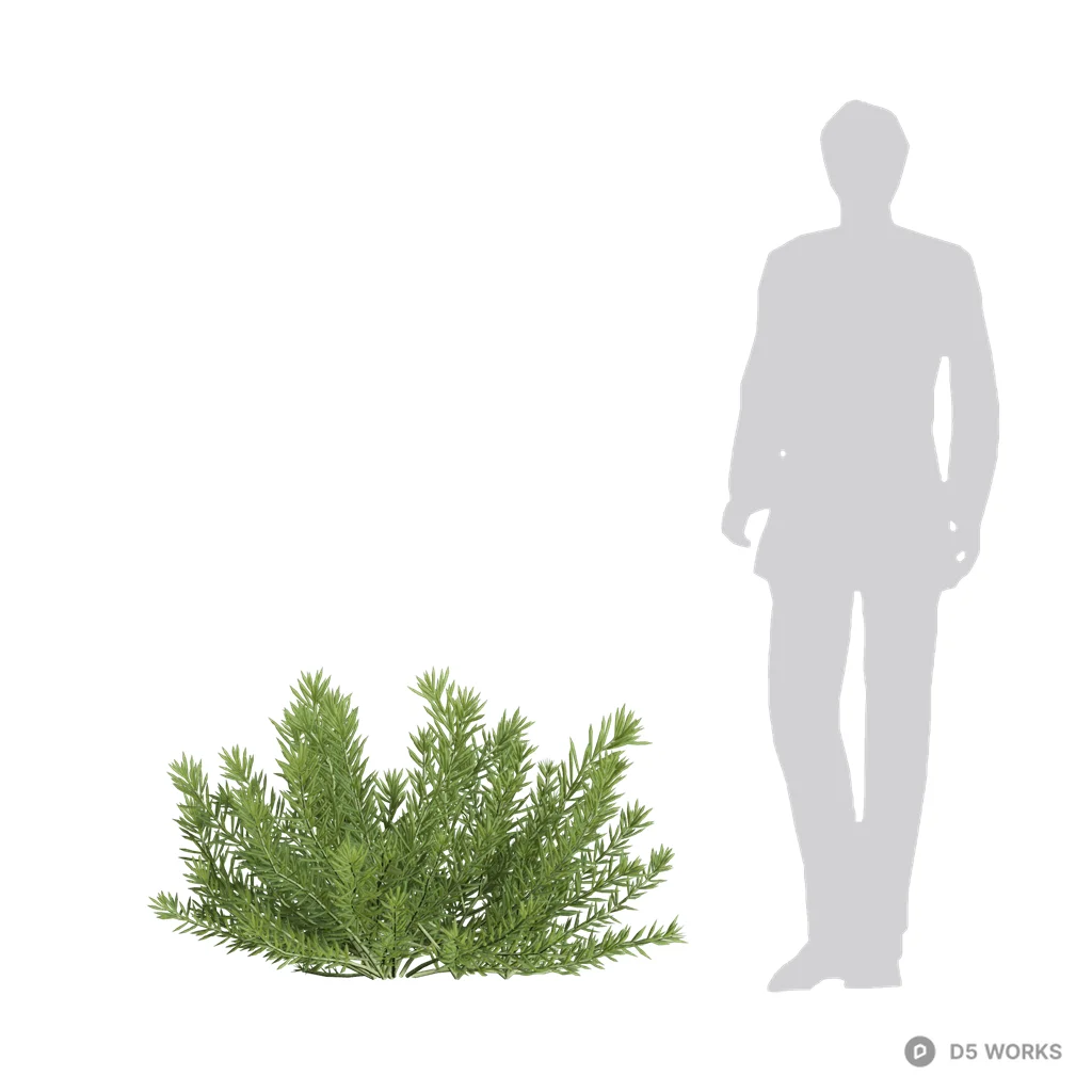 Sedum erythrospermum 11 3d model - Image 1