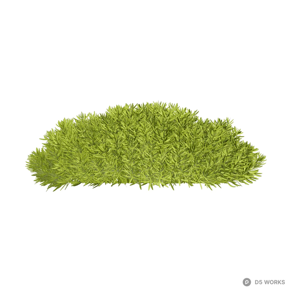Sedum lineare 07 3d model - Image 1
