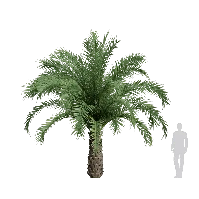 Phoenix sylvestris 02 3d model