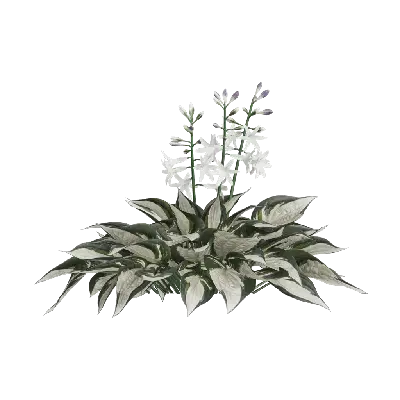 Hosta plantaginea 48 3d model
