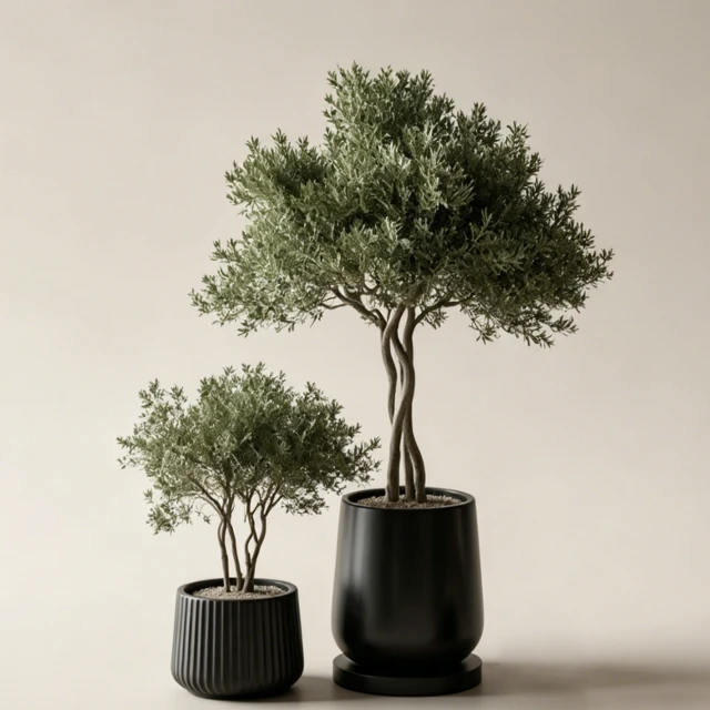 Potted Olive Topiary Trees in Black Ceramic Planters 3d model