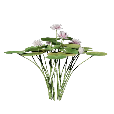 Nymphaea tetragona 04 3d model